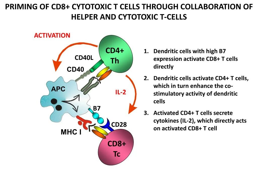 Cd8+-цитотоксических лимфоцитов. Cd8+ т-клетки. Cd8+ CTL иммунология. Цитокины cd8. Прайминг это