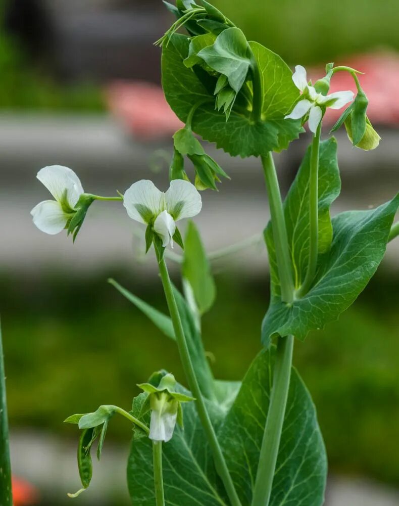 Pisum sativum. Горох посевной. Соцветие гороха посевного. Цветение гороха посевного.