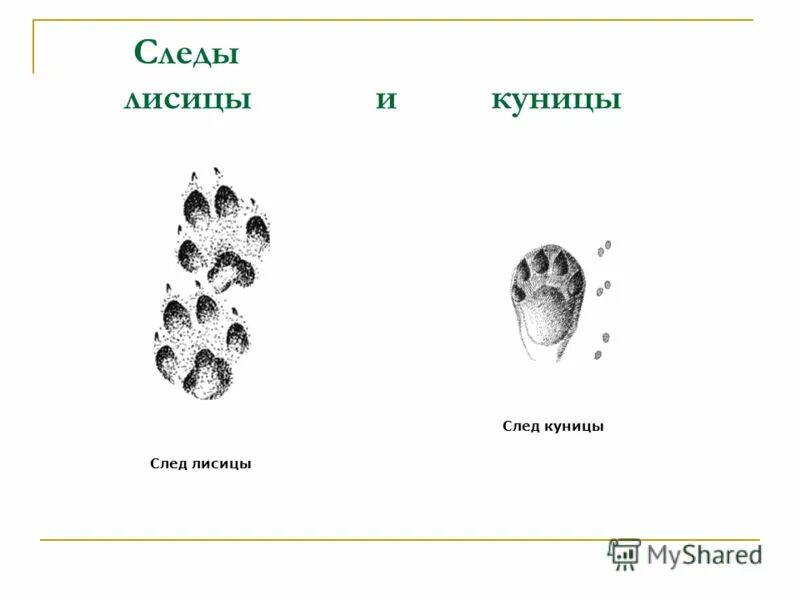 следы хорька горностая. следы куницы и соболя. лесная куница следы на снегу.