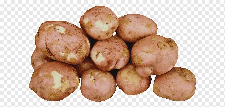 Вектор картофель характеристика. Russet Potatoes. Рассет Бербанк картофель. Картофель на белом фоне. Картошка без фона.