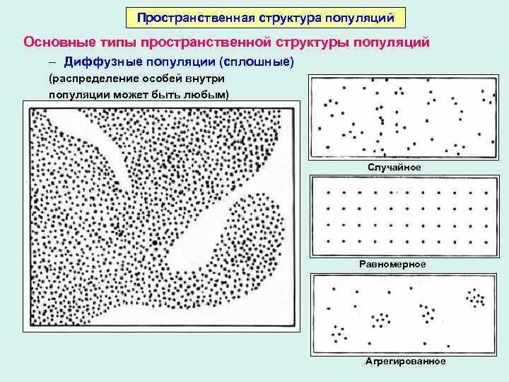 Пространственная структура популяции схема. Типы пространственного распределения особей популяции. Пространственная структура популяции таблица. Популяция структура популяции. Популяция характеризуется структурой