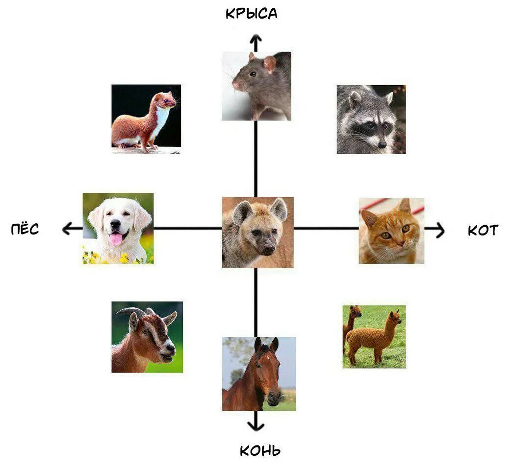 Мужчина крыса и собака. Собака кот и крыса. Собака крыса. Кот собака и лошадь. Мем с животными и именами.