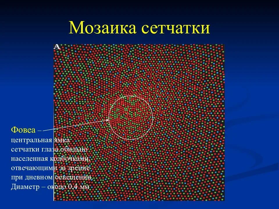 Центральная ямка сетчатки. Ямка на сетчатке глаза. Центральная ямка глаза функции.