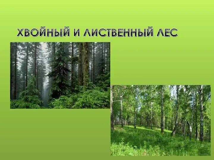 Сравнение хвойных и лиственных лесов
