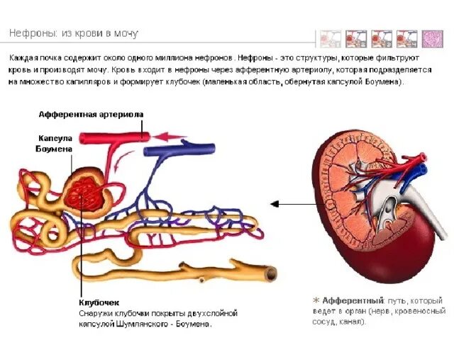 Артериолы клубочка