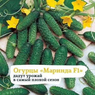 Описание огурцов маринда