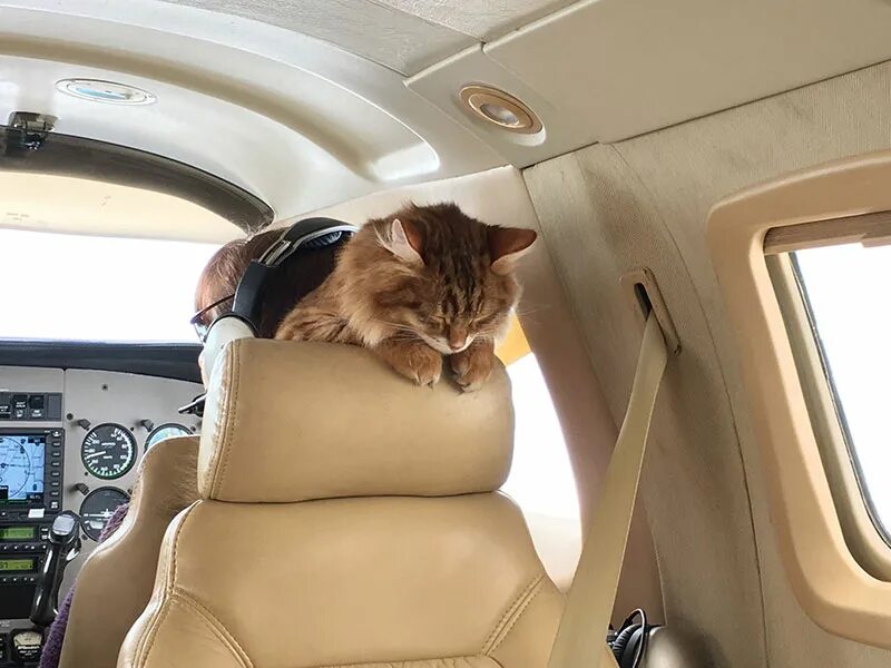 В самолет можно кот. Котик в самолете. Кошка в салоне самолета. Путешествие кота. Кот в кабине самолета.
