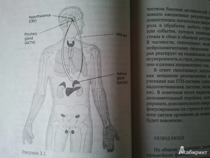 Как любовь формирует мозг ребенка. Как любовь формирует мозг. Как любовь формирует мозг. Как любовь формирует мозг ребенка. Как оюьрвь форсирует скодце ребенка книга.