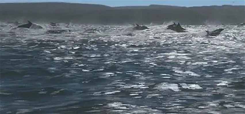 Дельфины в ураган слова