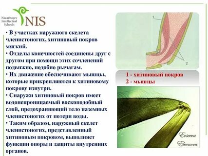 Покров мышцы