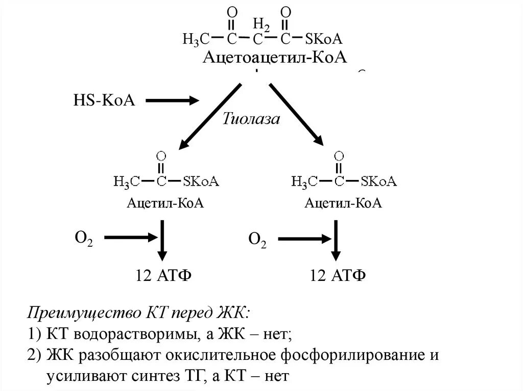 Ацетил КОА АТФ. Ацетоацетил КОА. Ацетил КОА И ацетил SKOA. Ацетил КОА И ацетил SKOA одно и тоже. Коа формула