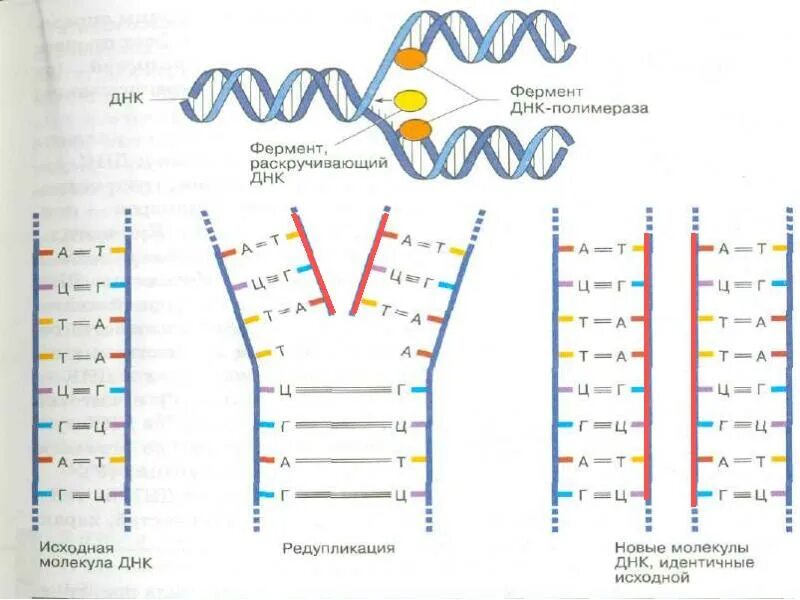 Удвоение ДНК редупликация. Схема редупликации ДНК. Редупликация молекулы ДНК это процесс. Редупликация молекулы ДНК происходит в.