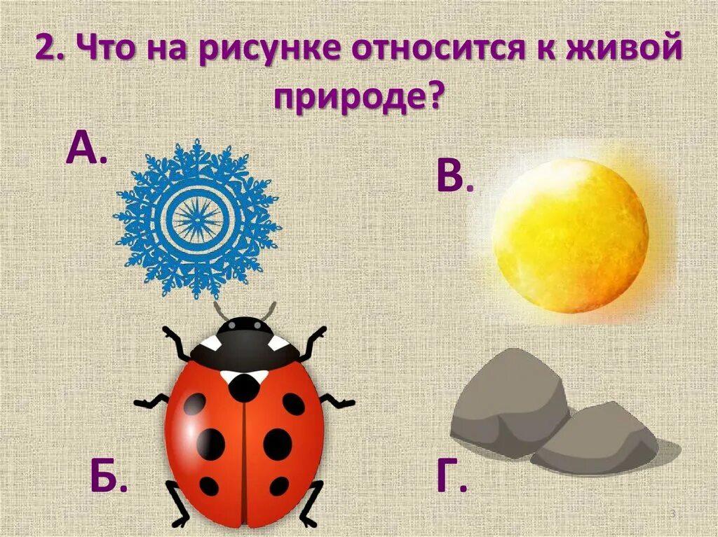 К неживой природе относят. Что относится к живой природе. Что относят к живой природе. Живая и неживая природа. Что относится к живой природе картинки.