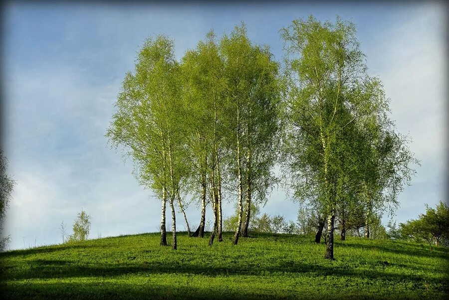 Две березки у дороги песня минус. Одинокая береза. Две Березки. Две березы. Березы на Холме.