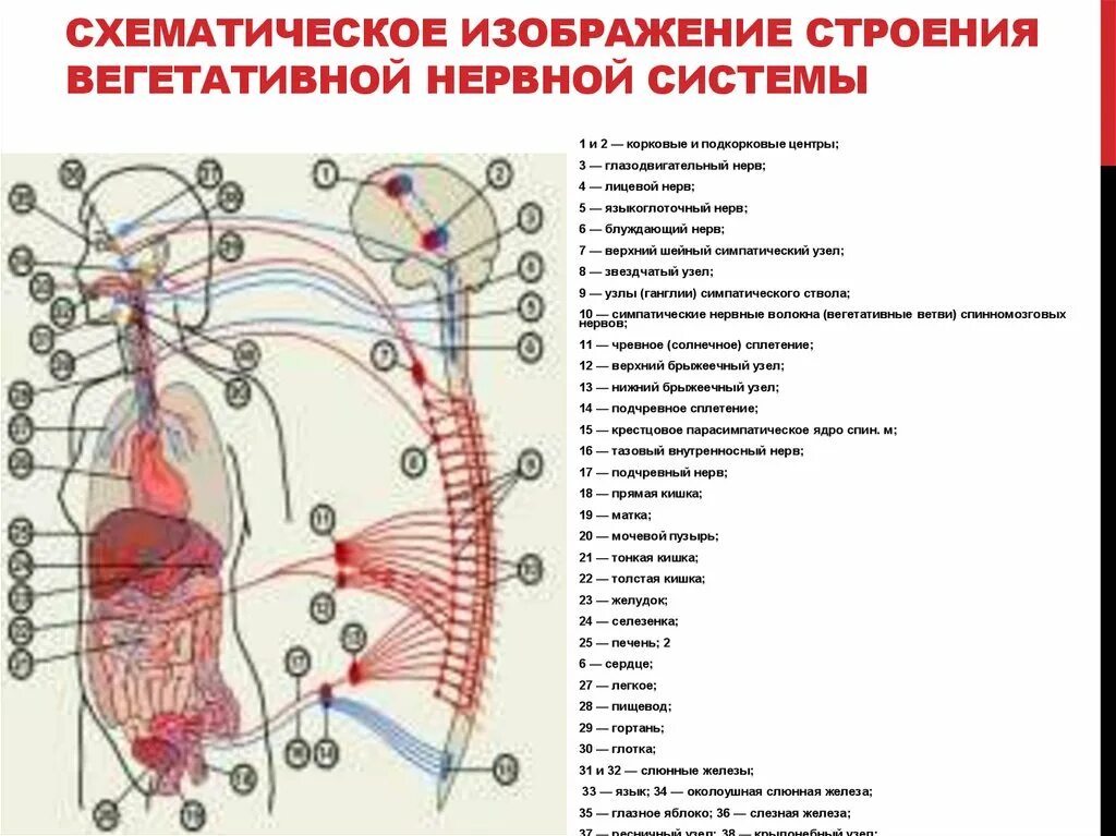 Нервные центры симпатического отдела. Центры симпатического отдела вегетативной нервной системы. Вегетативная система анатомия. Вегетативная нервная система анатомия схема. Отделы вегетативной нервной системы строение.