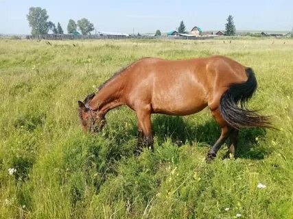 Погода кобылки