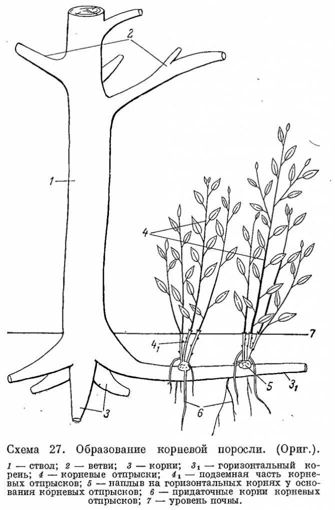Корневая вишни. Размножение корневая поросль деревьев. Слива корневая система схема.
