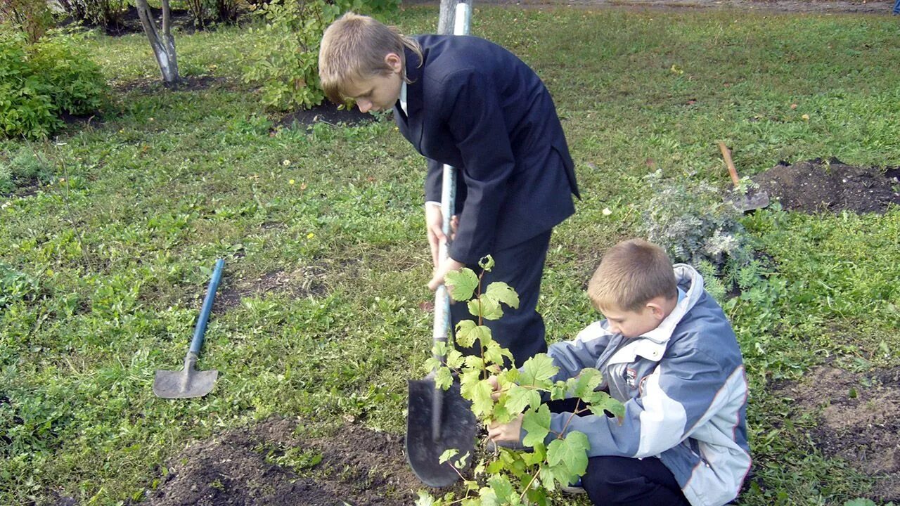 День деревьев и кустарников. Сажать деревья. высадка деревьев. посадка деревьев и кустарников. сажание деревьев.