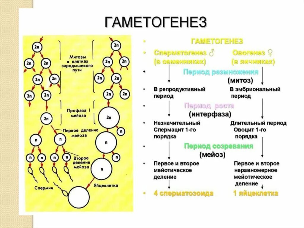 Гаметы в каких клетках содержится