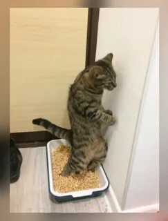 Кот писал стоя