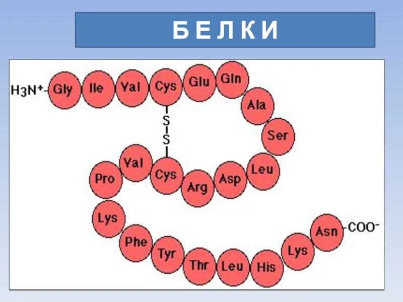 Образование дисульфидной связи. Дисульфидная связь в белках. Образование дисульфидные связи. Дисульфидные связи в волосах. Образование дисульфидной связи в белках.