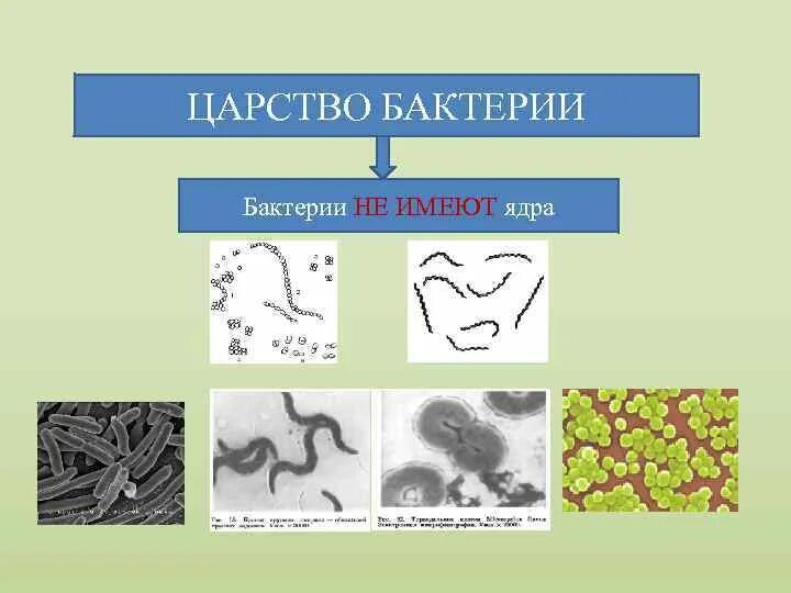 Три примера царства бактерий. Царство бактерий 5 класс биология. Представители царства бактерий 5 класс биология таблица. Представители царства бактерий 5 класс. Признаки царства бактерий таблица.