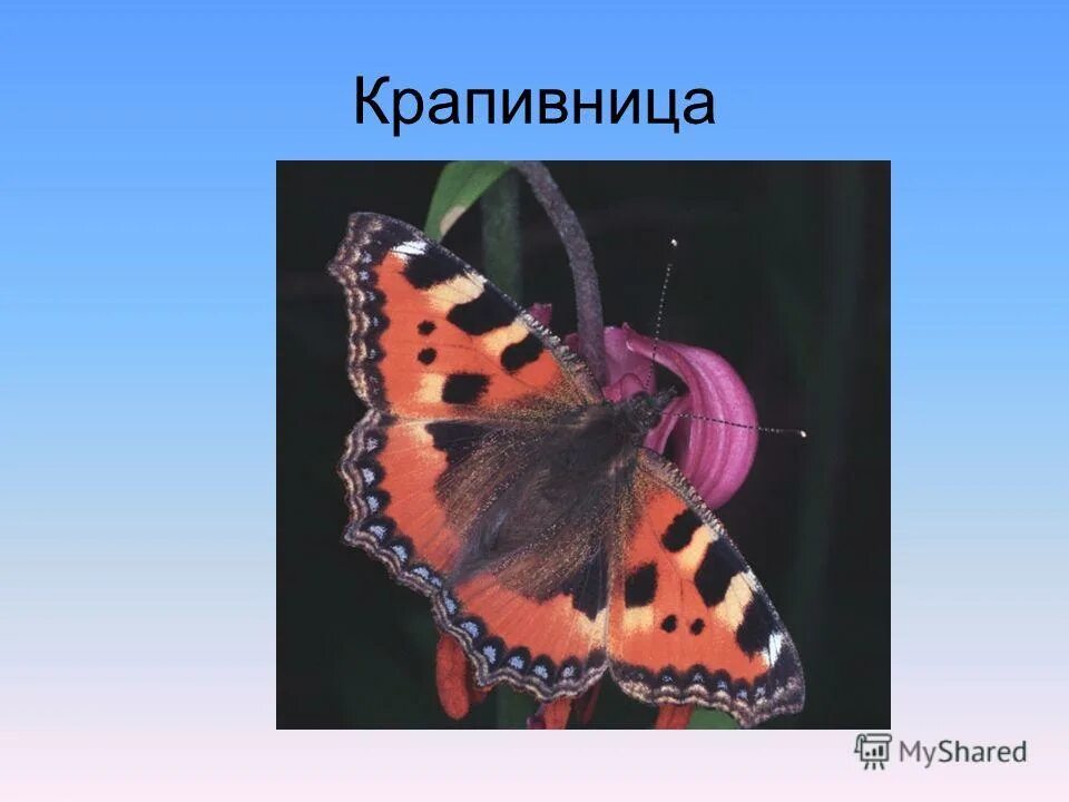 Крапивница класс. Крапивница презентация. Бабочка крапивница презентация. Кукла крапивница.