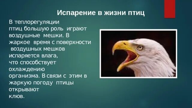 Сообщение испарение в жизни животных. Испарение в жизни животных. роль испарения в жизни птиц. роль процесса испарения в жизни животных. роль испарения в мире животных.