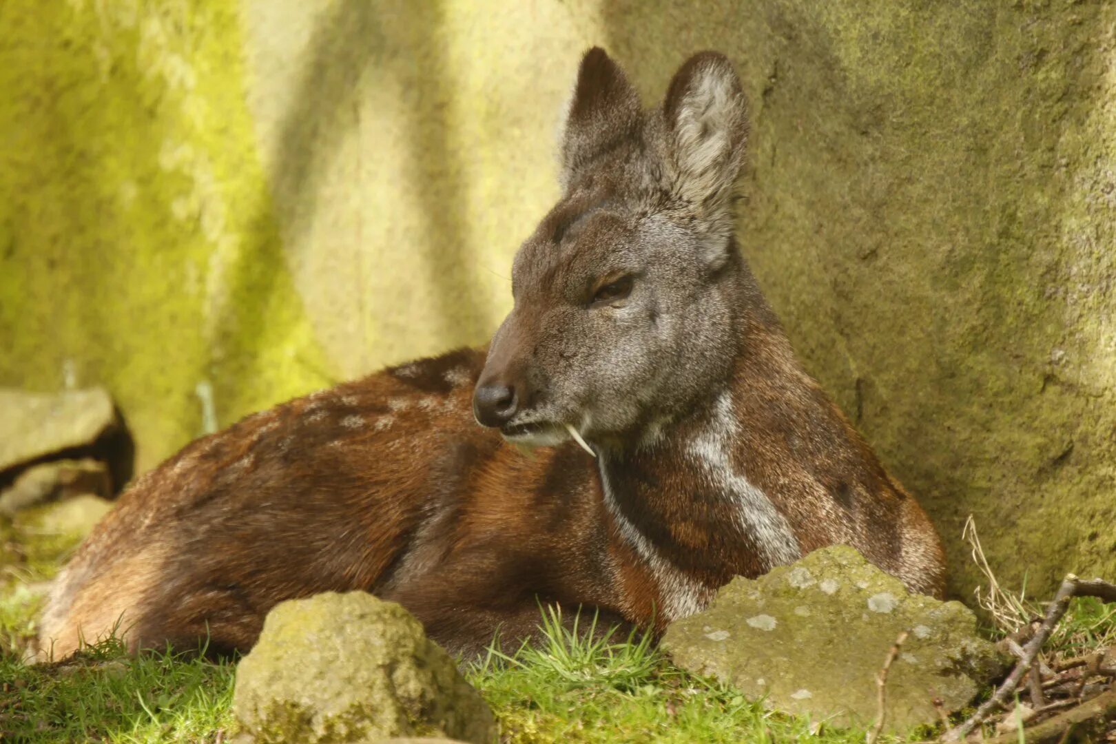 Сахалинская кабарга. Сибирская кабарга. Сахалинская кабарга Moschus moschiferus sachalinensis. Алтайская кабарга.