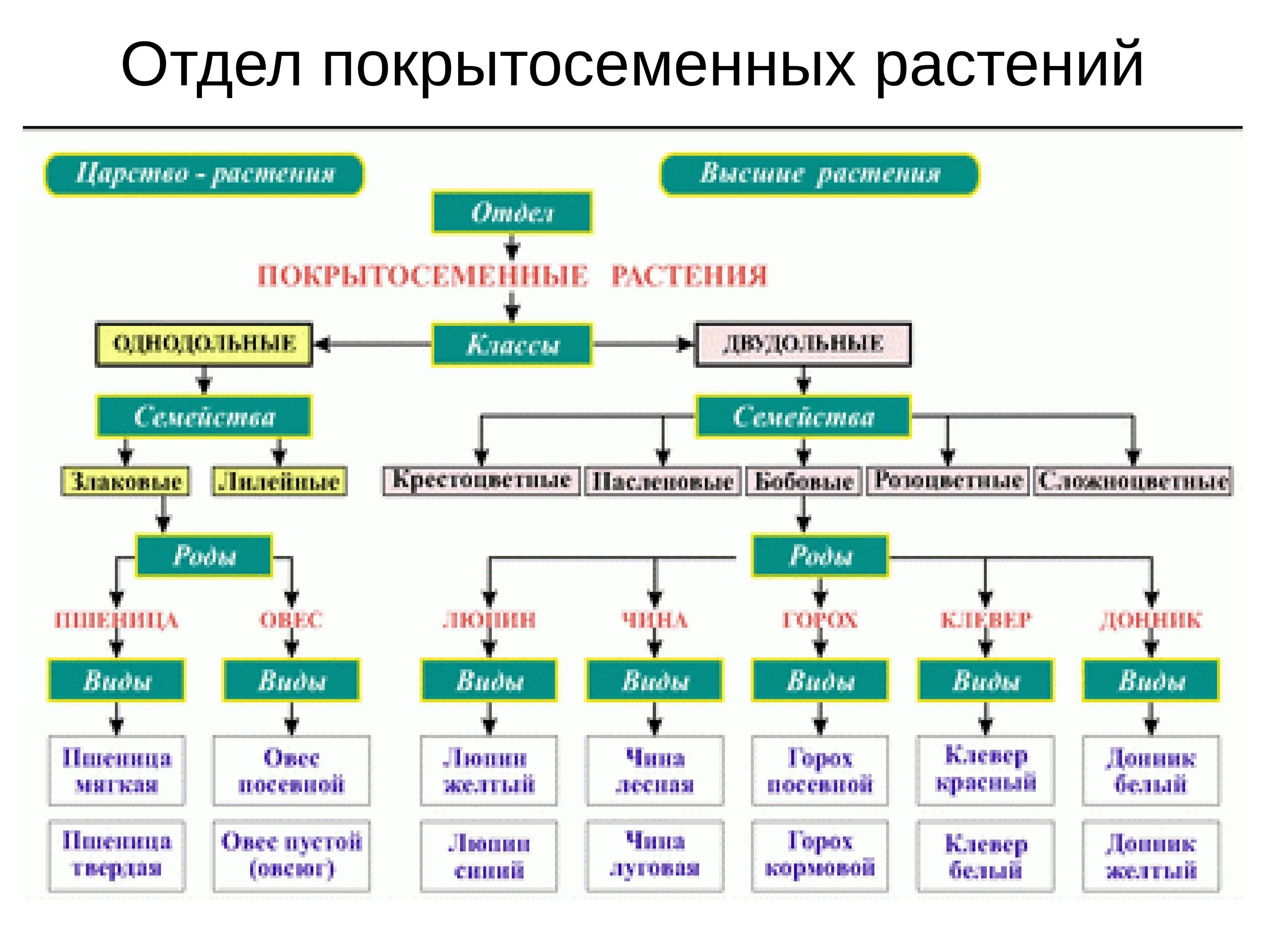 Признаки усложнения покрытосеменных. Характеристика семейств покрытосеменных растений таблица. Отделы покрытосеменных растений таблица. Семейства покрытосеменных двудольных растений. Подразделение растений.