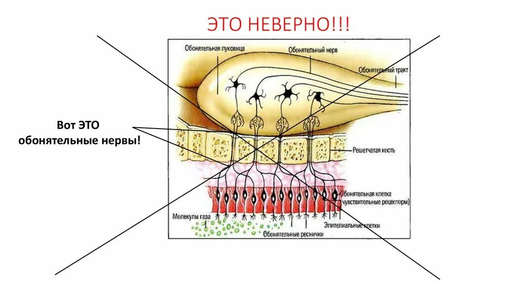 Обонятельный нерв отдел анализатора. Периферическая часть обонятельного анализатора. Обонятельный нерв обонятельный анализатор. Обонятельный анализатор строение. Обонятельный анализатор 8 класс биология.