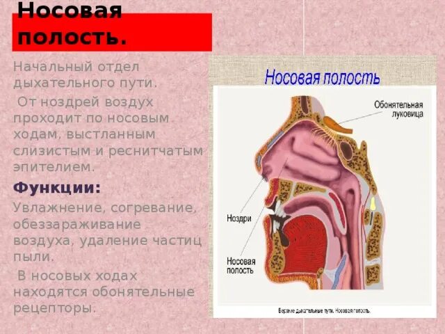 Дыхательные пути носовая полость. Начальный отдел дыхательных путей. Функции полости носа. Носовая полость человека выстлана.