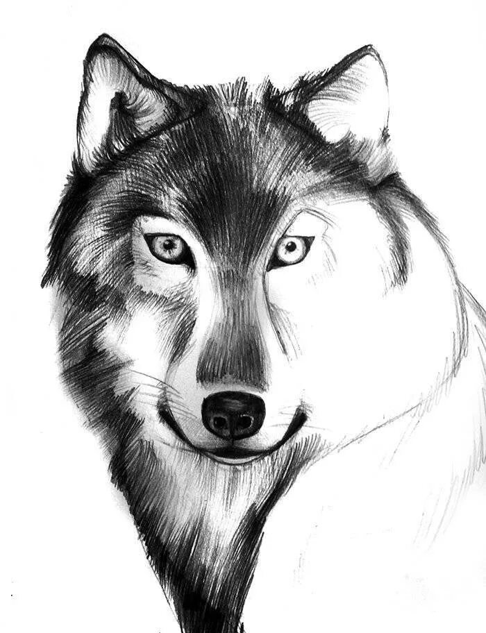 Картинки волка рисунки. Рисунки Волков. Волк карандашом. Рисунки Волков карандашом. Рисунок волка простым карандашом.