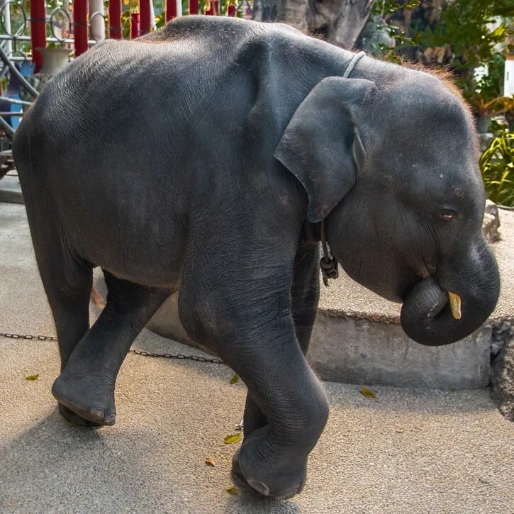 Elephant present. Слоненок Дамбо. Слонёнок Дамбо Таиланд. Дамбо слоны. Слон порода Дамбо.