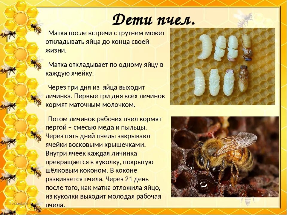 Сколько пчелы дают. Стадии развития пчелиной матки, пчелы, трутня.. Матка пчелы откладывает яйца. Стадии развития личинки пчелы. Яйцо, личинка, куколка пчел.