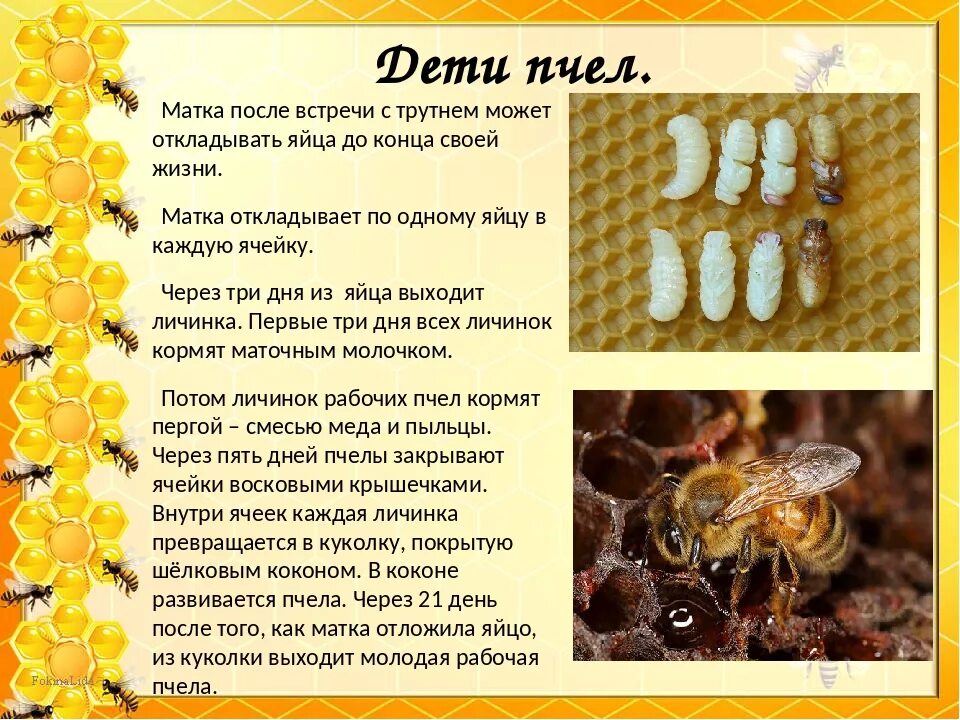 В улье 30 кг меда две пятых