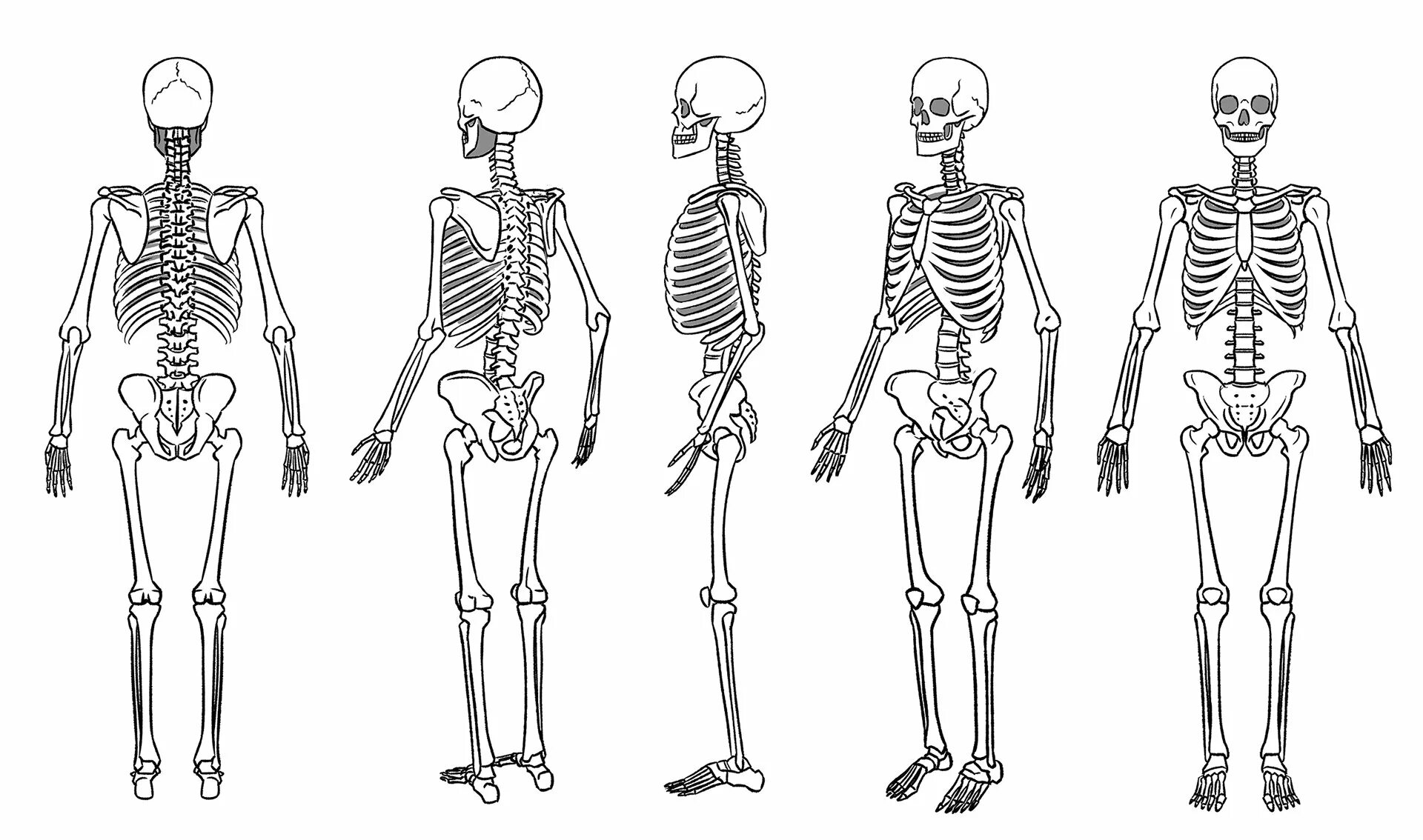 Скелет сбоку рисунок. Скелет спереди рисунок. Скелет в полный рост референс.