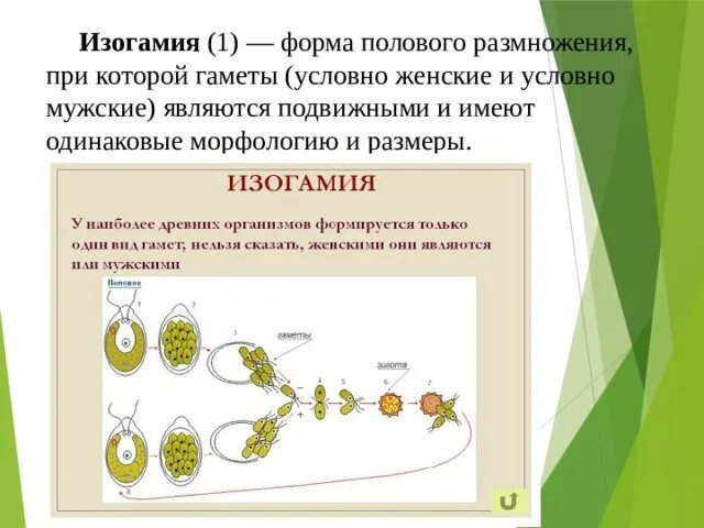 Образование спор партеногенез. Изогамии, анизогамии(гетерогамии), оогамии. Половое размножение изогамия. Изогамия у водорослей. Половое размножение водорослей изогамия.