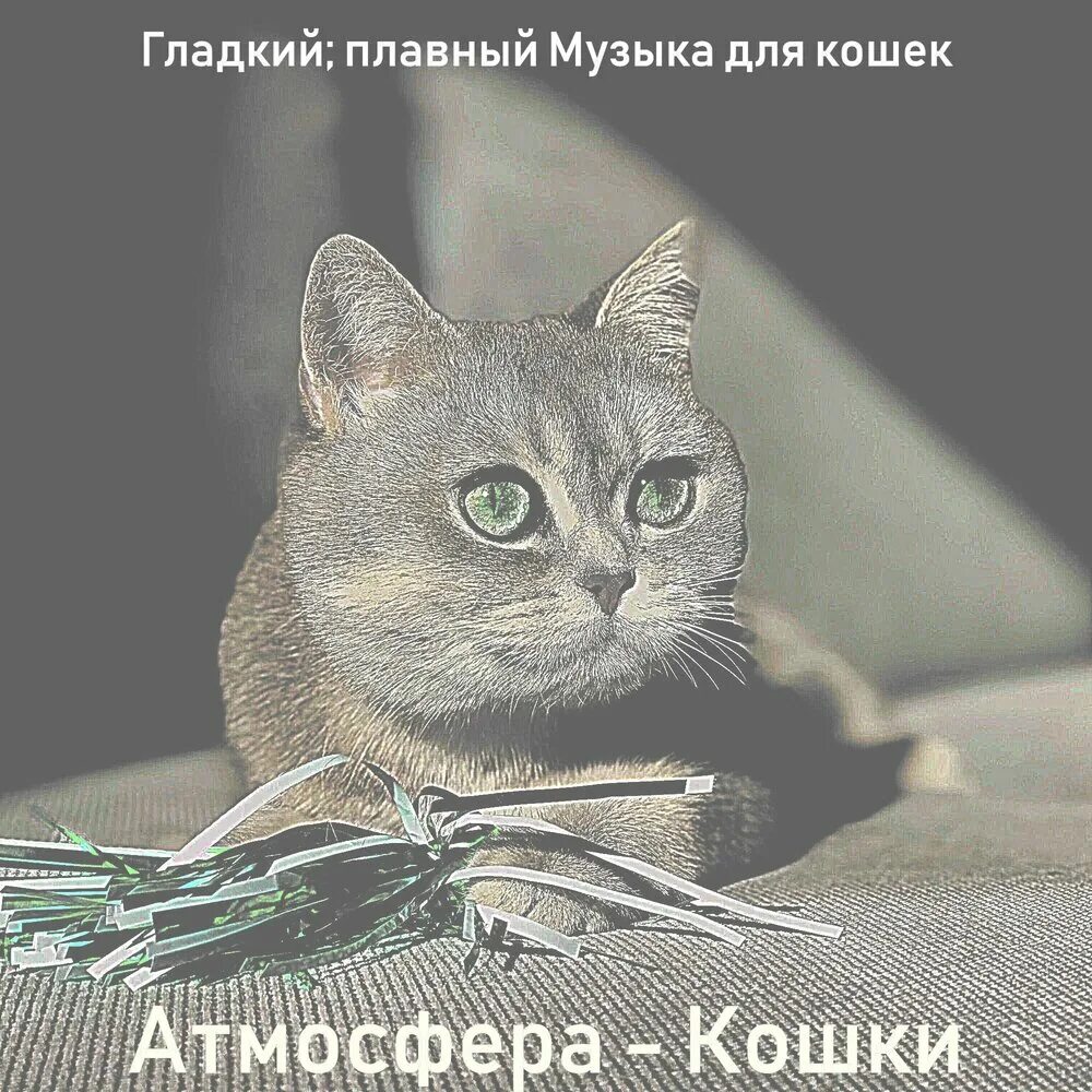 Кошка слушает музыку. Приятная музыка для кошек слушать.