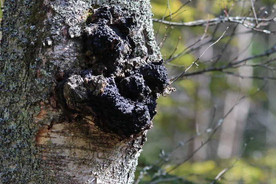 Чага (березовый гриб). Как отличить чагу. Как отличить чагу. Гриб трутовик чага. Чага и трутовик.