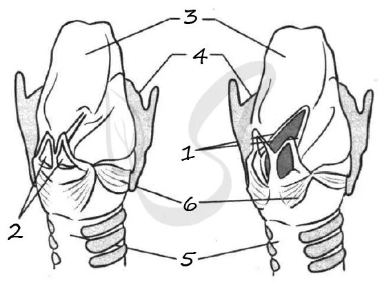 На рисунке изображено строение гортани выберите две. Гортань схема. Строение надгортанника хряща. Хрящи гортани анатомия. Надгортанник и щитовидный хрящ.