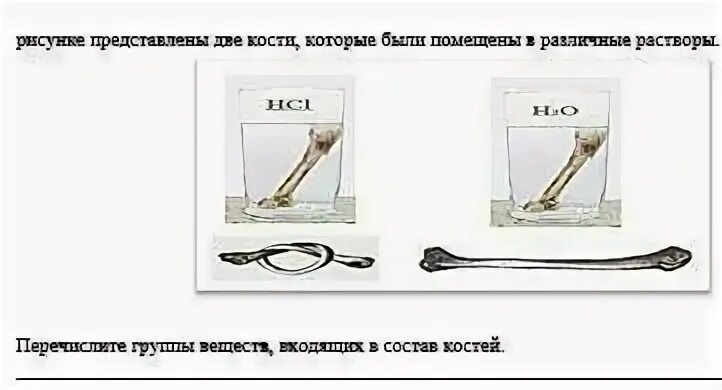 Экспериментатор поместил куриную кость на несколько дней