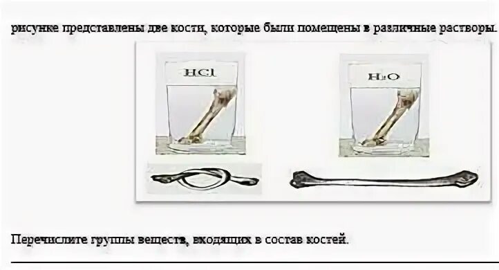 Кость в разных растворах. Кость поместили в 3 соляную кислоту