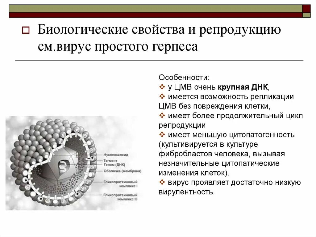 Цитомегаловирус ЦМВ CMV герпесвирус 5 типа. Эпидемиология вирус простого герпеса Тип 1. Вирус простого герпеса 1 и 2 типа строение. Краткая характеристика вирусов герпеса 1 и 2 типов.