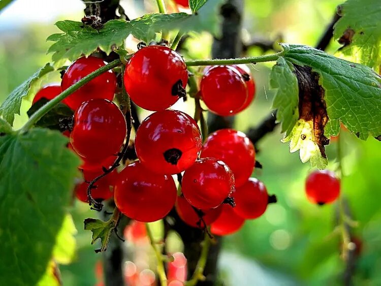 лето красное слушать. лето красное слушать. лето красное лето безопасное. лето красное слушать. летняя красная.