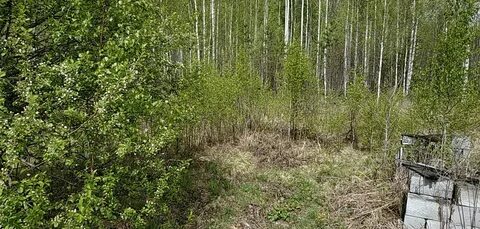 Погода лосиный свердловская область березовский