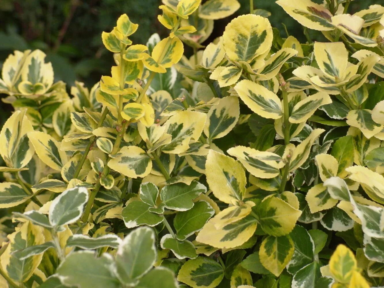 30 Best Shrubs for Shade in Your Yard Shade landscaping, Best shrubs for shade, 