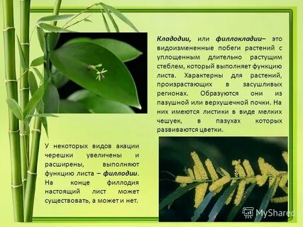 Кладодий