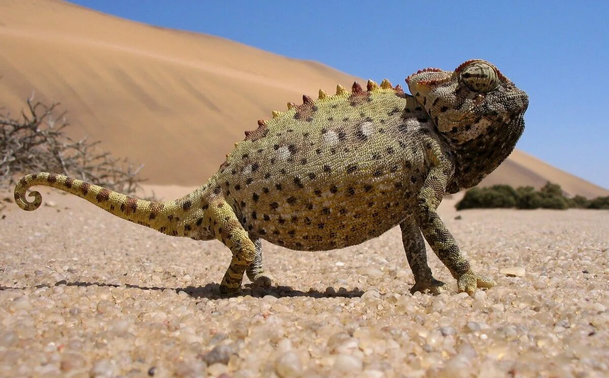 Ящерица живет в степи. Пустынная ящерица хамелеон. Намиб хамелеон. Обитатели пустыни Намиб. Ящерицы Калахари.
