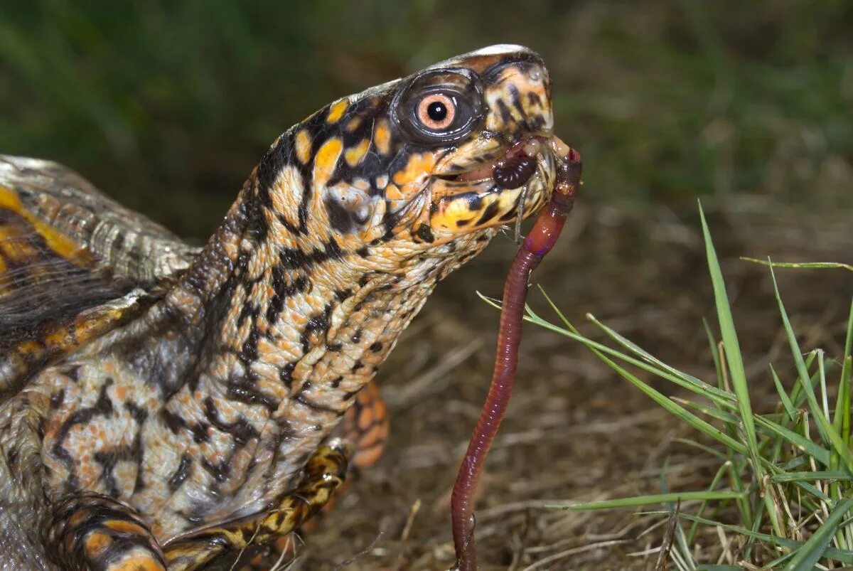 Мотыль для черепах красноухих. Червячок съел черепаху. Червячки для черепахи красноухой. Эволюция черепах. Питание красноухой черепахи.